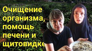 Очищение организма, помощь печени и щитовидке.