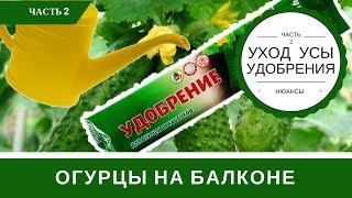 Огурцы На Балконе: Уход Удобрения Полив Усы