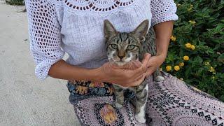 Cute young cat started meowing and purring loudly when she sat on my lap