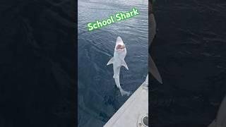 Shark Surprise while Snapper Fishing #fishing #shark