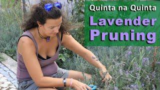 Pruning my Lavender garden: The Ultimate Guide