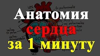 Анатомия сердца за 1 минуту!!!