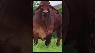 Cow Corner: Unveiling the Secrets of Bovine Life | MEME TV #AdventuresWithCows