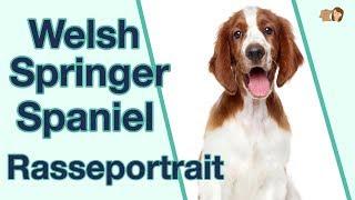 Welsh Springer Spaniel im Rasseportrait: Weißt du alles über diese intelligente Hunderasse?