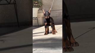 Animal transformation | Doberman puppy #animalshorts #animals #doberman