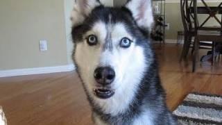 Mishka the Talking Husky Wants Chinese - SUBTITLED