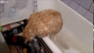 Fat cat can't get out of the tub