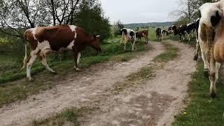 ПЕРВЫЙ РАЗ ВЫГОНЯЕМ ТЕЛОК В СТАДО!ОТ ДВОРА ДО ПАСТБИЩА!КАК ВСЕ ПРОШЛО?ПРОБЕЖКИ С УТРА!СТАДО!