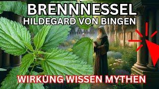 Brennnessel Wirkung nach Hildegard von Bingen  Urtica 