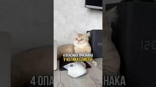 4 опасных признака что у котика глисты.
