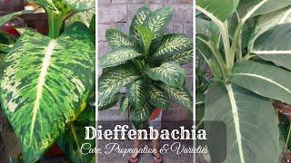 Dieffenbachia Plant Care and Propagation | Dieffenbachia Varieties | Dumb Cane Plant