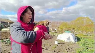 Вернулись с Тамбова раньше времени. Наводим порядки. Собираем остатки урожая. Почти доделали полки