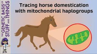 The where and when of horses: Tracing horse domestication with mitochondrial haplogroups