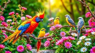 Discover the Most Colorful Small Birds in the World | Nature’s Miniature Wonders Unveiled