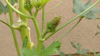 Aphids Infested Okra Plants