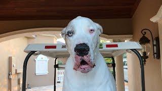 Funny Great Dane Throws Temper Tantrum