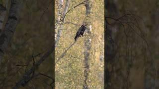 Raven in autumn calling | Film Studio Aves