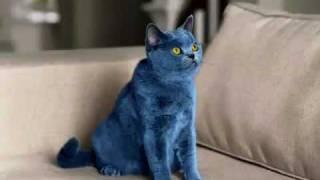 Smarties Blue Cat Commercial