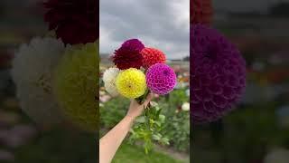 #dahlias #dahlia #dahliaplant #flowerfield #netherlands #travel #flowerlover #blumen #blumenliebe