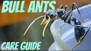 Ultimate Bull ant care guide - Myrmecia