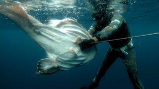 Spearfishing huge fish in the fjords of Norway