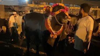Gazipur mandi |Sauda ho gya   #qazi_goat_farm #bakra_mandi #bakre_wale #bakra #katra #bakra_eid