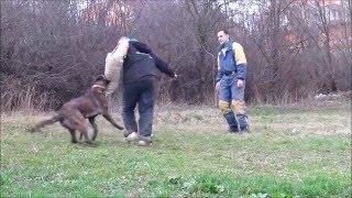 Dik | dog guard team