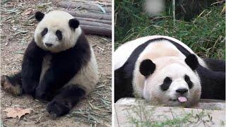 Why Pandas Are Nature's Biggest Survival Mystery 