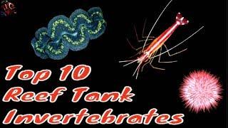 Top 10 Saltwater Invertebrates