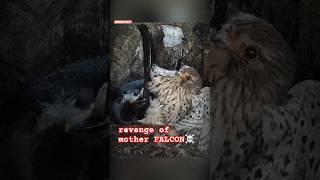 Killer falcon #wildlife #wildanimal #animals #falcon #birds #yutubeshorts #viralshorts #tranding