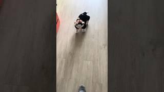 No time to keep a cat? Keep a robot cat instead!#cat #kitten #robot #cute #funny