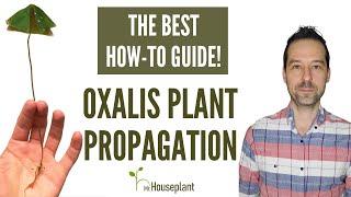 Oxalis Plant Propagation (The Best How-to Guide)