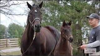 Meet Goodnight Olive's First Foal