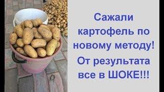 Урожай картофеля с куста выращивание картофеля по новому методу