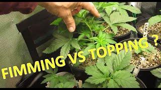 Fimming Marijuana Plants - Technique and Results