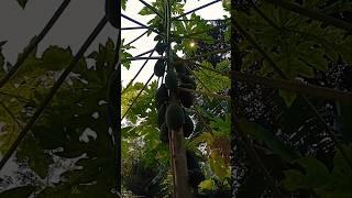 Home fruit plant #youtube shorts#shorts