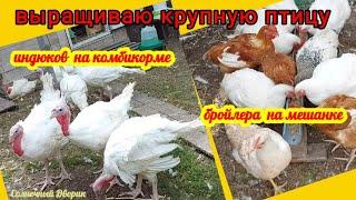 ‼️Я в шоке‼️ Такой вес у индюков.. Бройлера кормлю мешанкой, а они, как всегда, растут и радуют