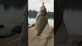 Redeye fish living in the Da River are rarely caught.#shorts
