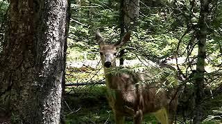 Deer by Skagit River trail - ihikebc.com