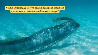 "Рыба Судного дня: что это за длинное морское существо и почему его боялись люди"