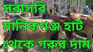 Cow Market In Manikgonj Joy Mondob Hat Big Marketplace Wholesaler #gorurhaat #cowhat