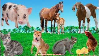 Farm Animal Sounds: Cow, Pig, Chicken, Goat, Cat, Horse, Squirrel - Animal Videos