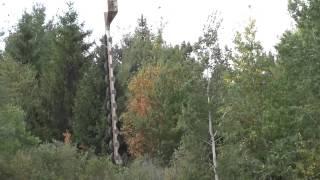 Trimming trees by power line with helicopter