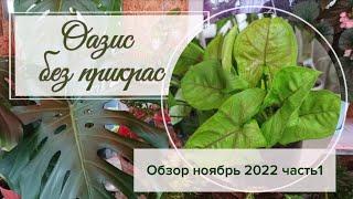 Оазис без прикрас. Обзор растений ноябрь 2022. Часть 1