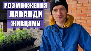 ЛАВАНДА. Як розмножити лаванду. 100% вкорінювання. Lavander. Cuttings propagation.