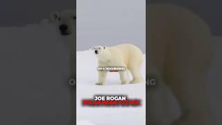 Crazy Polar Bear Attack #polarbear