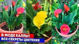 В моде каллы! Все секреты цветения