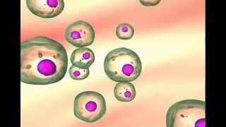 Carcinogenesis: The transformation of normal cells to cancer cells