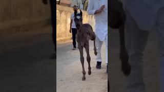 horse video  #trending #horselover #punjabi #subscribe #shorts