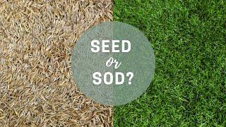 Which is Better: Seed or Sod? | Catherine Arensberg